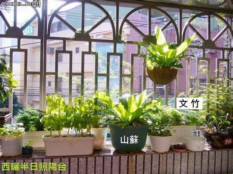 陽台觀葉植物|適合陽台的半日照植物有哪些？觀葉植物、蕨類都適合